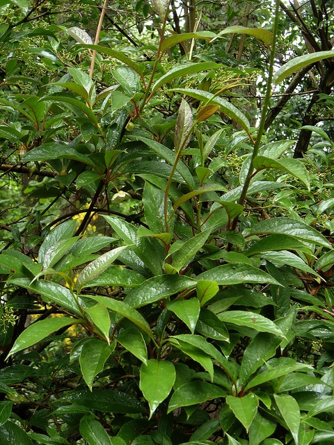 Viburnum erubescens