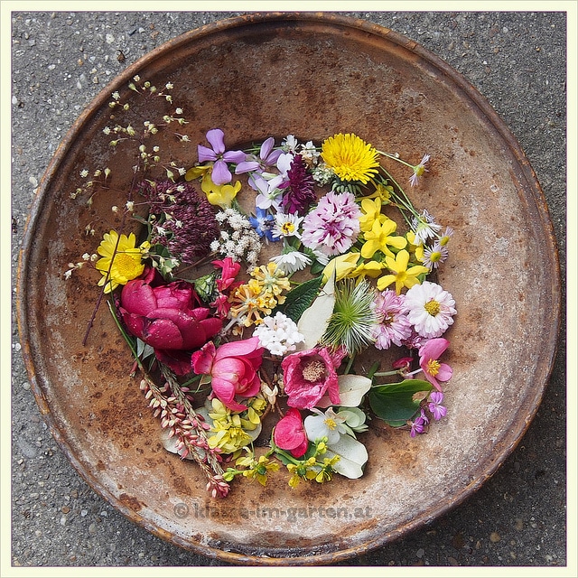 Viorne farreri (Viburnum farreri)