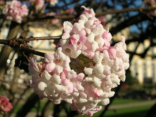 Viburnum grandiflorum