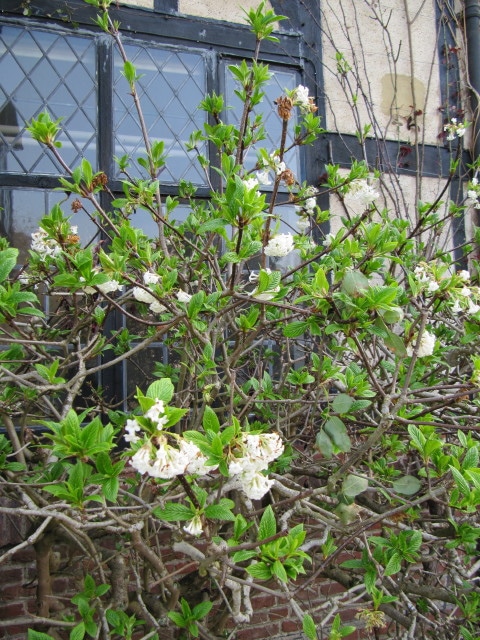 Viburnum grandiflorum