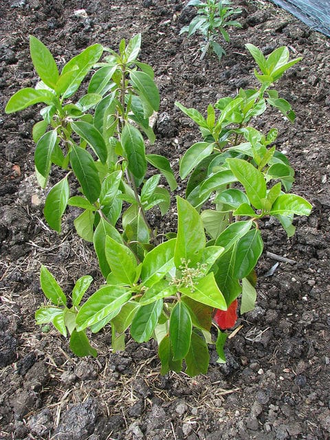 Viorne du japon (Viburnum japonicum)