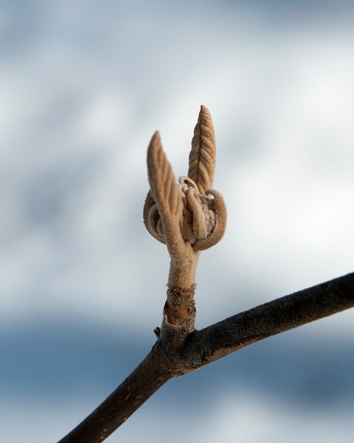 Viburnum lantanoides