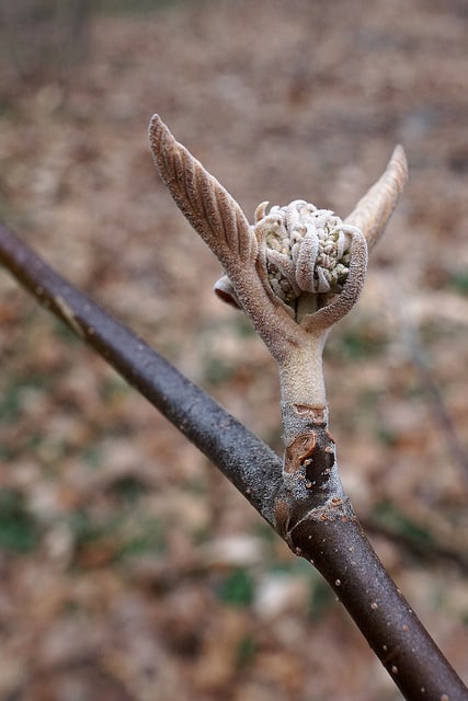 Viburnum lantanoides