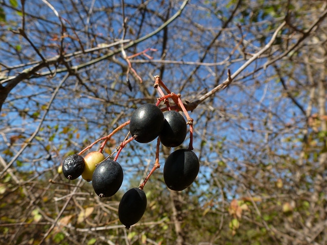 Viburnum lentago