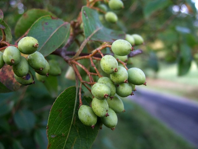 Viburnum lentago