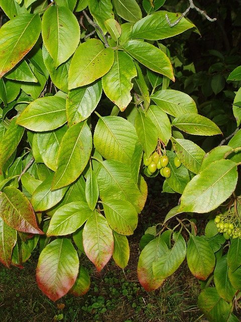 Viburnum lentago