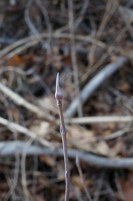 Viburnum lentago