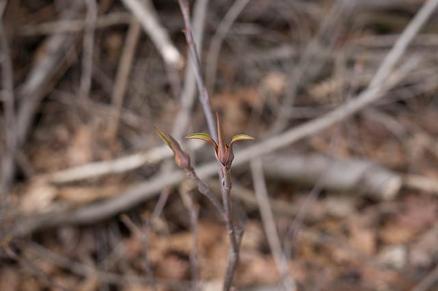 Viburnum lentago