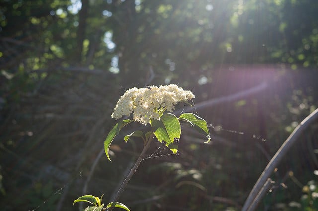 Viburnum lentago (Viburnum lentago)