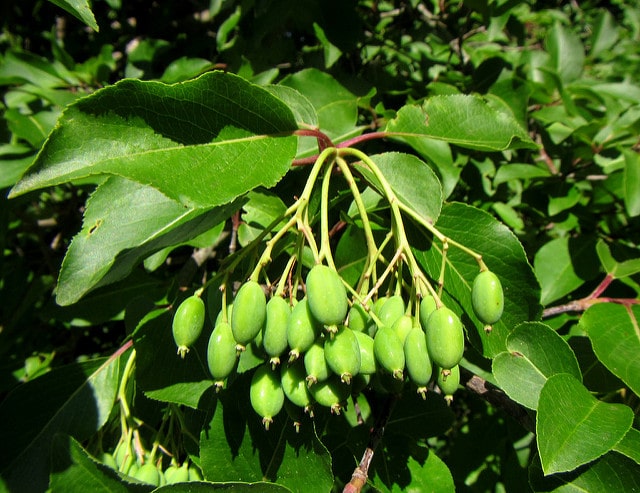 Viorne nudum