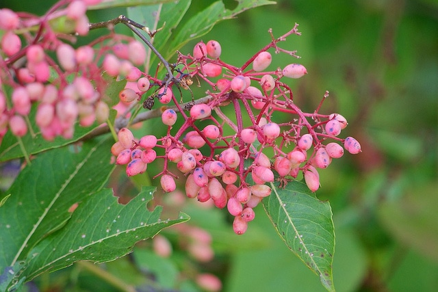 Viorne nudum