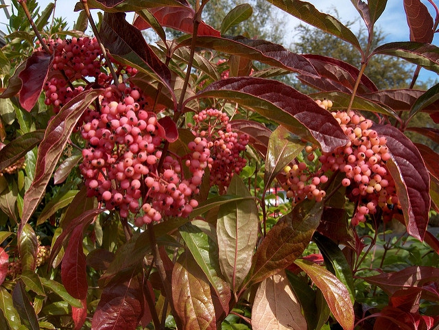 Viorne nudum (Viburnum nudum)