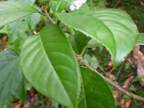 Viorne parfumée (Viburnum odoratissimum)