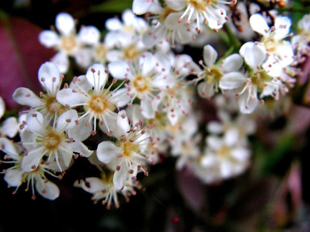 Viorne parfumée