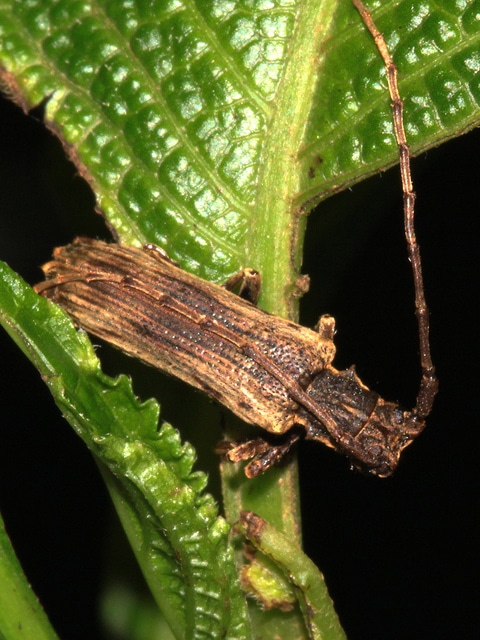 Viorne parfumée