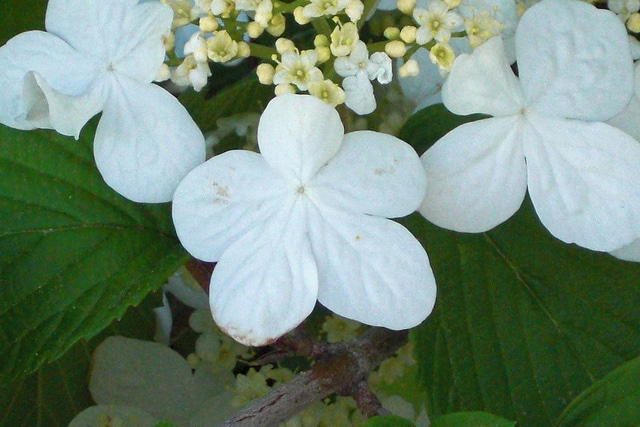 Viorne de chine (Viburnum plicatum)