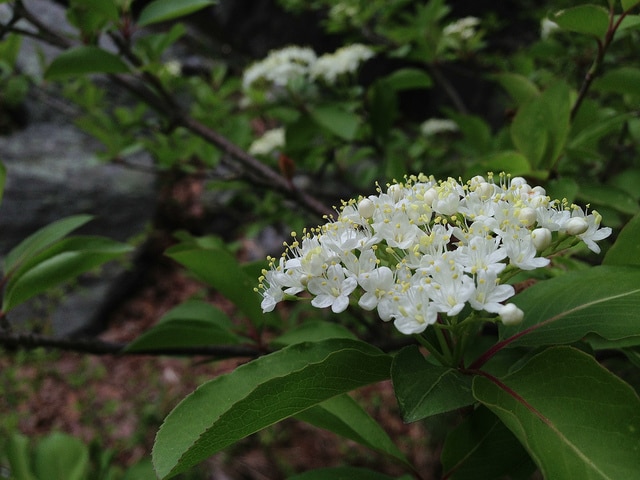 Viorne à feuilles de prunier (Viburnum prunifolium)