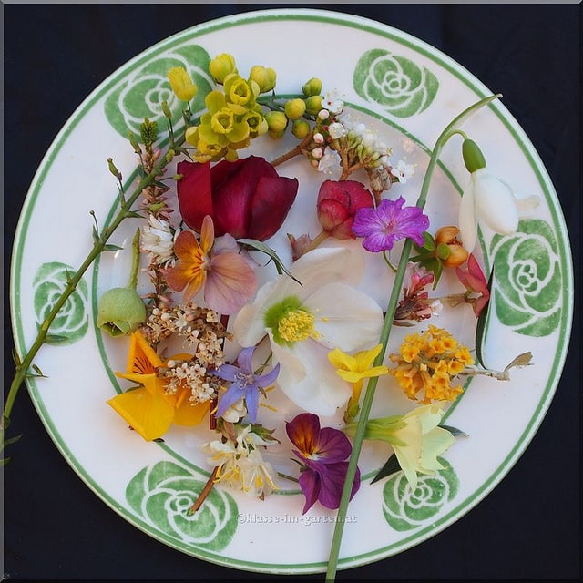 Viorne à feuilles ridées