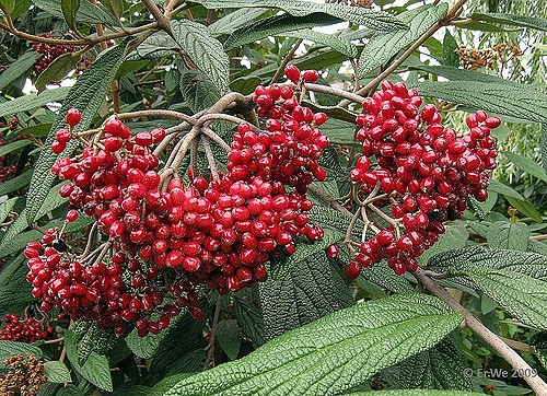 Viorne à feuilles ridées