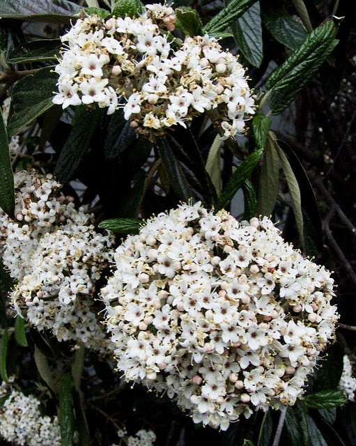 Viorne à feuilles ridées