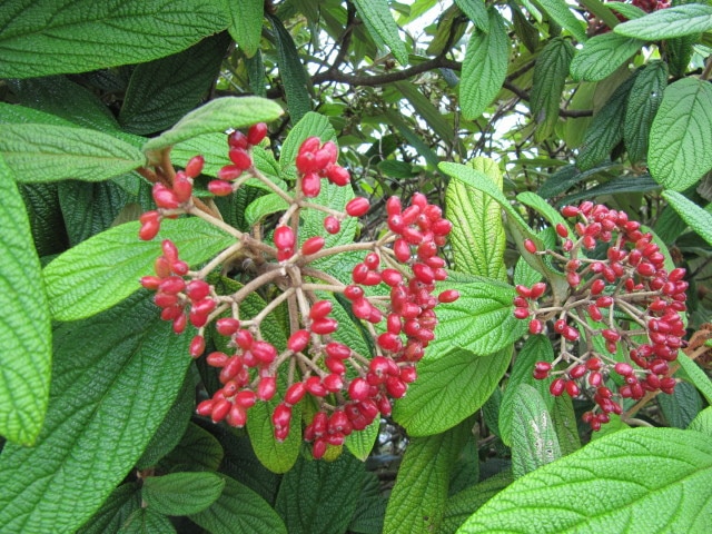 Viorne à feuilles ridées