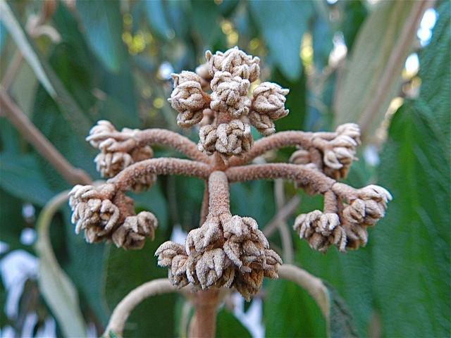 Viorne à feuilles ridées (Viburnum rhytidophyllum)