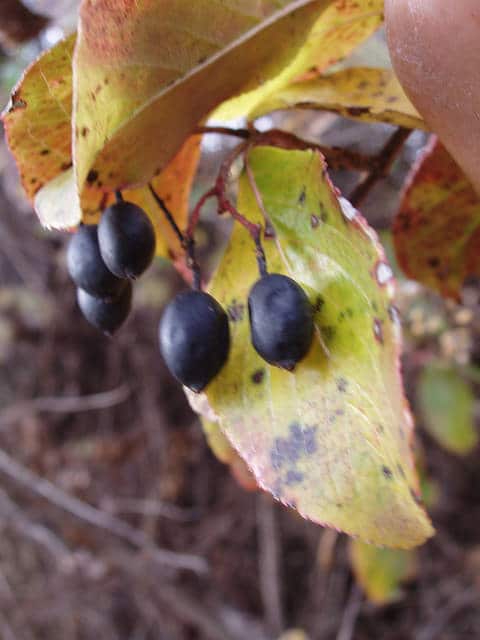 Viburnum rufidulum