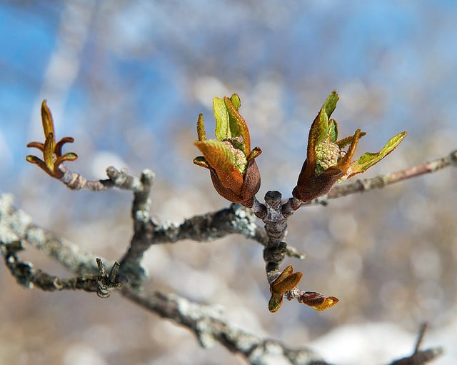 Viburnum rufidulum