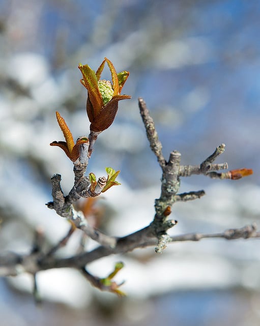 Viburnum rufidulum