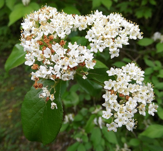 Viburnum rufidulum