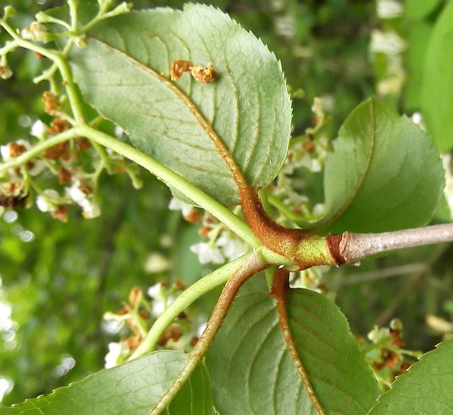 Viburnum rufidulum