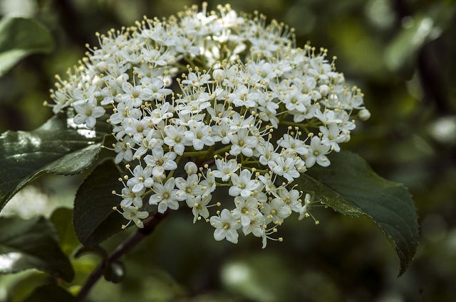 Viburnum rufidulum