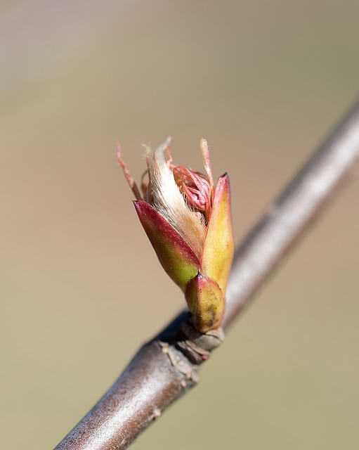 Viorne du thé (Viburnum setigerum)