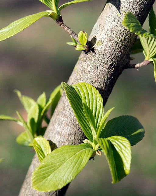 Viorne de siebold (Viburnum sieboldii)