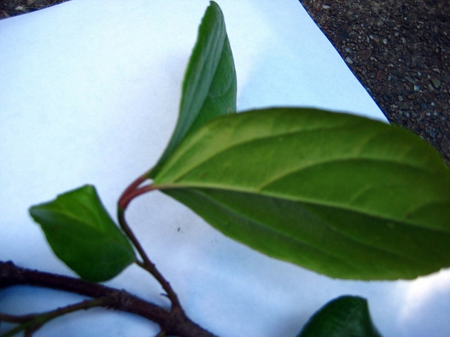 Viburnum suspensum