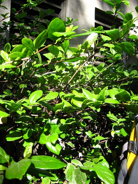 Viburnum suspensum