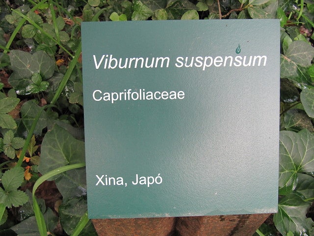 Viburnum suspensum