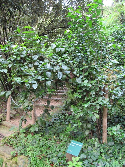 Viburnum suspensum