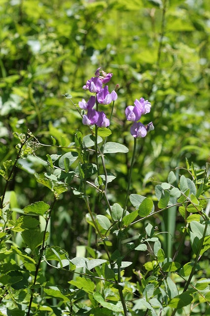 Vicia americana (Vicia americana)