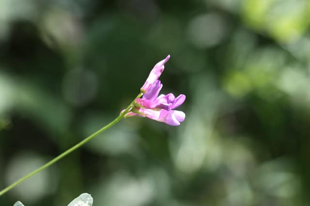 Vicia americana