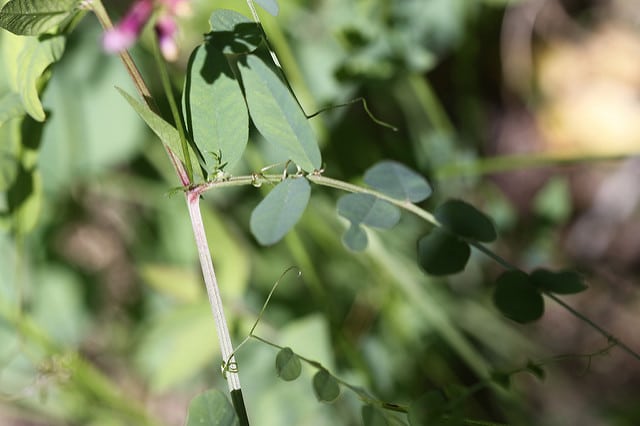 Vicia americana