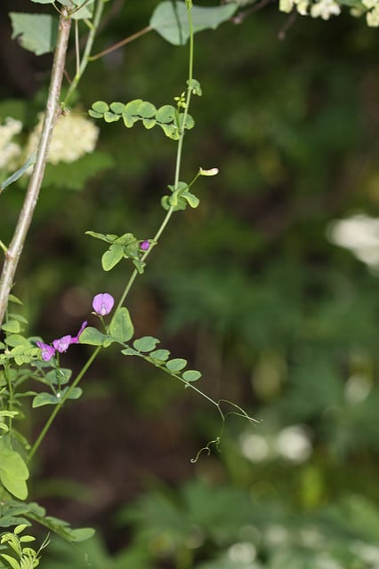 Vicia americana