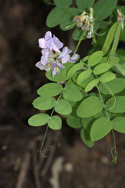 Vicia americana