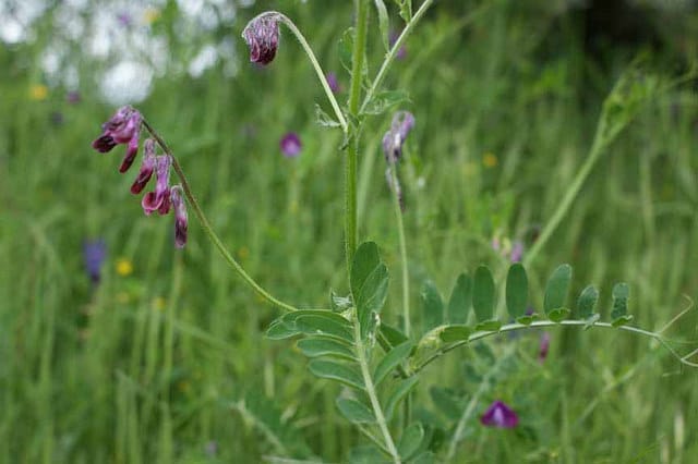 Vesce du bengale