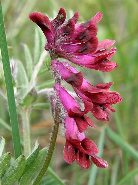Vesce du bengale