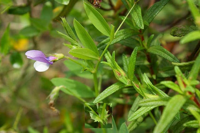 Vesce de bithynie (Vicia bithynica)