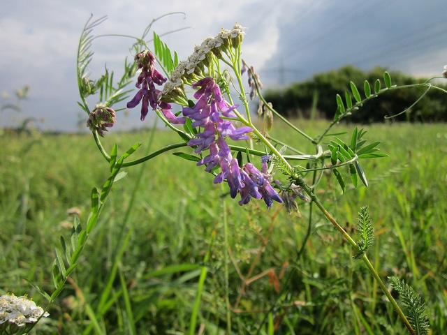 Jarosse (Vicia cracca)