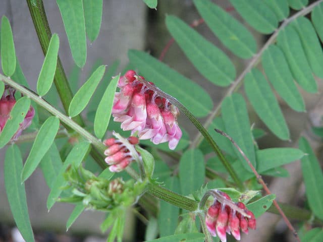 Vicia gigantea (Vicia gigantea)