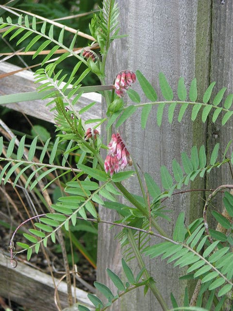 Vicia gigantea