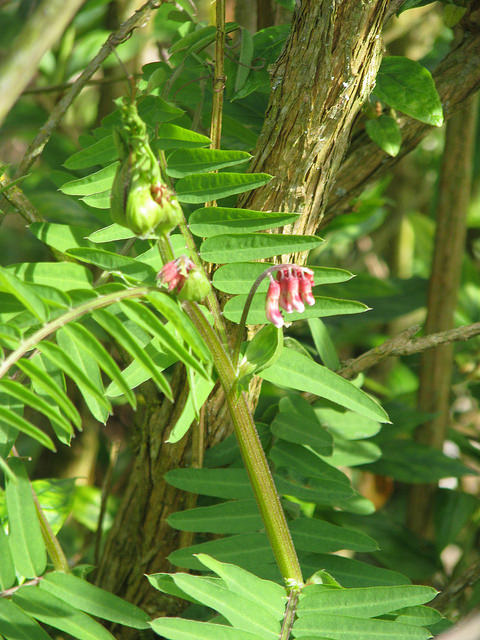 Vicia gigantea